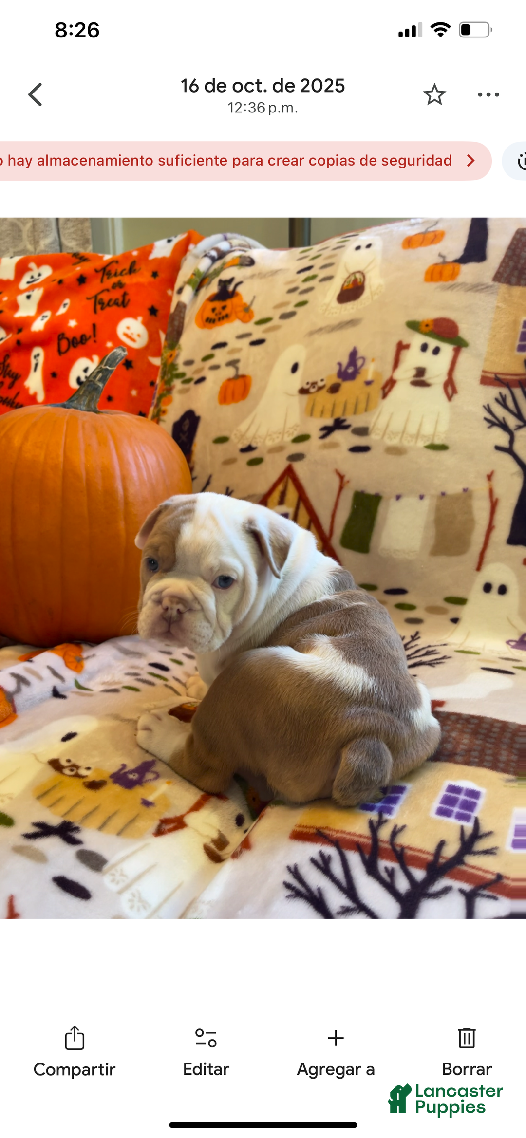 English Bulldog dogs for sale: English Bulldog Puppy 5 - Ad 21