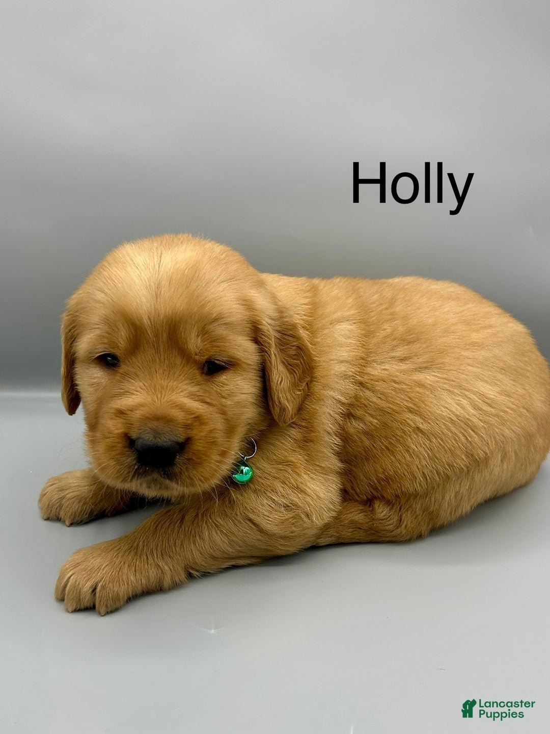 Golden Retriever dogs for sale: Golden Retriever Puppy -Holly - Ad 5