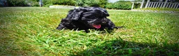 Havapoo dogs for sale: Isabella - Ad 16