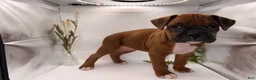 Boxer dogs for sale: Champ  - Ad 42