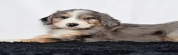 Bernedoodle dogs for sale: Ms. Holly - Ad 4