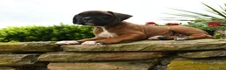 Boxer dogs for sale: Taffy - Ad 3