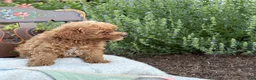Toy Poodle dogs for sale: Blaze - Ad 10