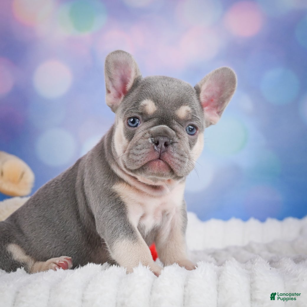 French Bulldog dogs for sale: Cory - Ad 4