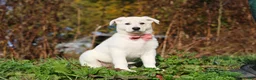 German Shepherd dogs for sale: Alice - Ad 6