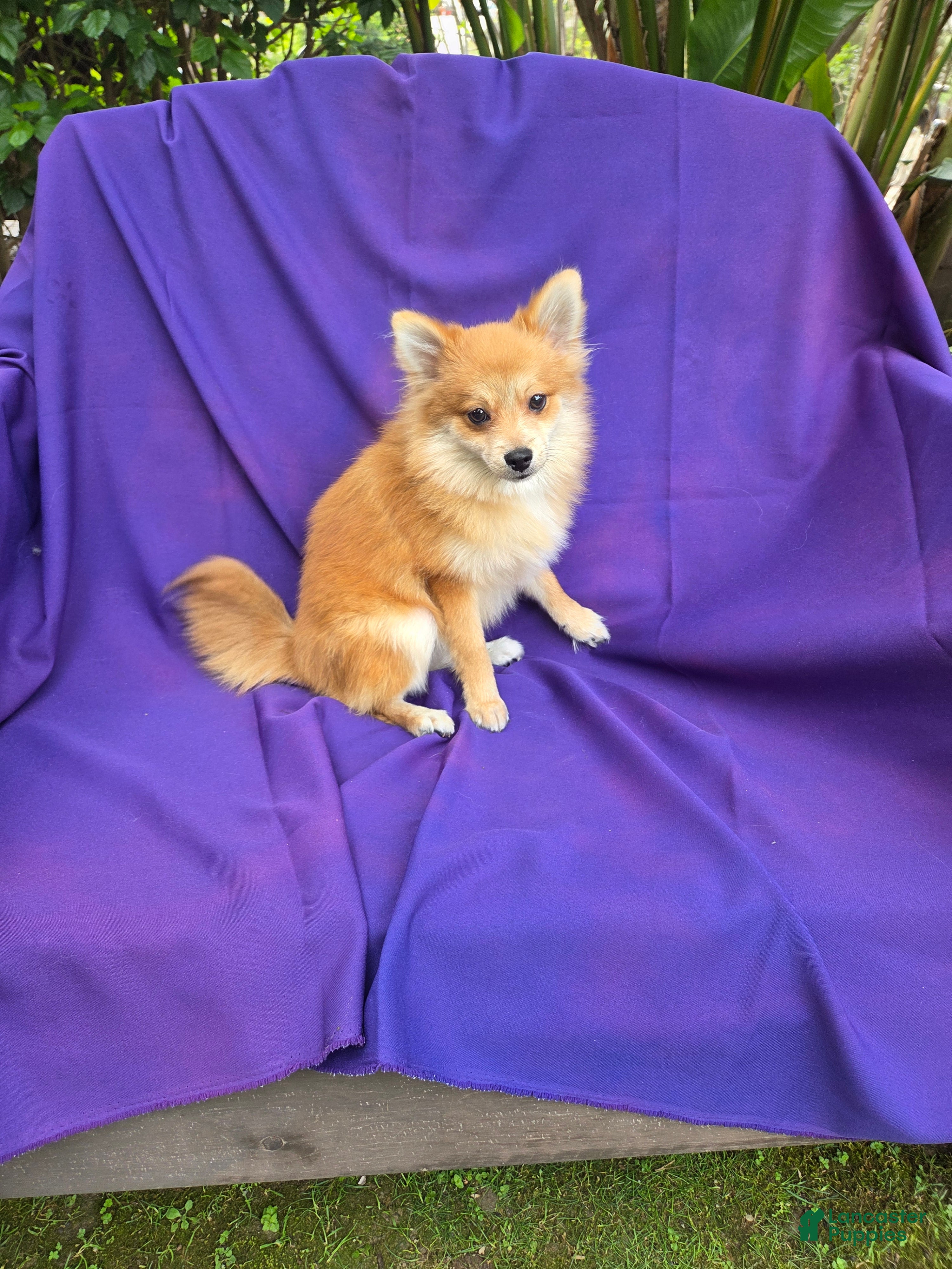 Pomeranian dogs Cherry - Ad 6