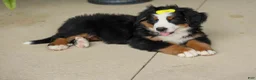 Bernese Mountain Dog dogs for sale: SAMSON - Ad 8