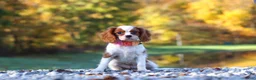 Cavalier King Charles Spaniel dogs for sale: Ariella - Ad 7