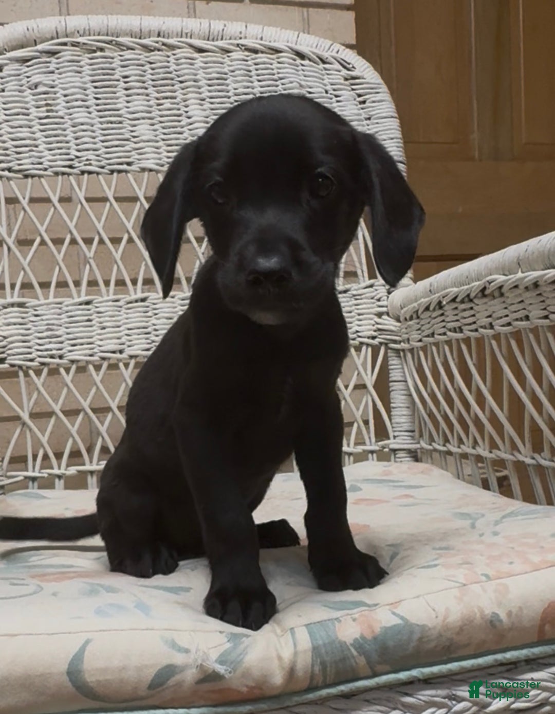 Labrador Retriever dogs for sale: Labrador Retriever Chester - Ad 51