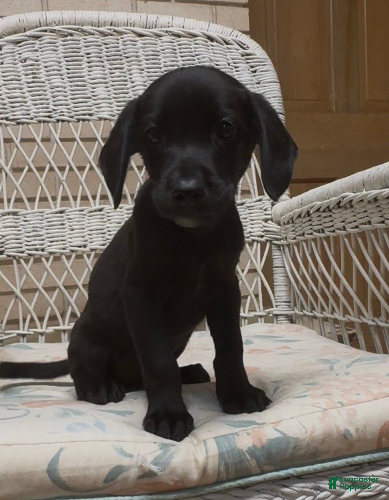 Labrador Retriever dogs for sale: Labrador Retriever Jackie - Ad 54