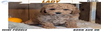 Lady 