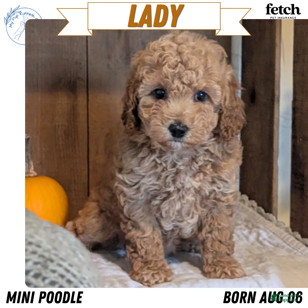 Miniature Poodle dogs for sale: Lady  - Ad 1