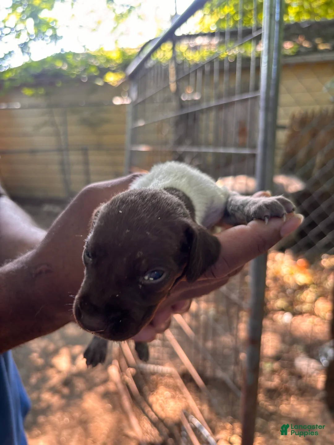 German Shorthaired Pointer dogs for sale: German Shorthaired Pointer 4 - Ad 2