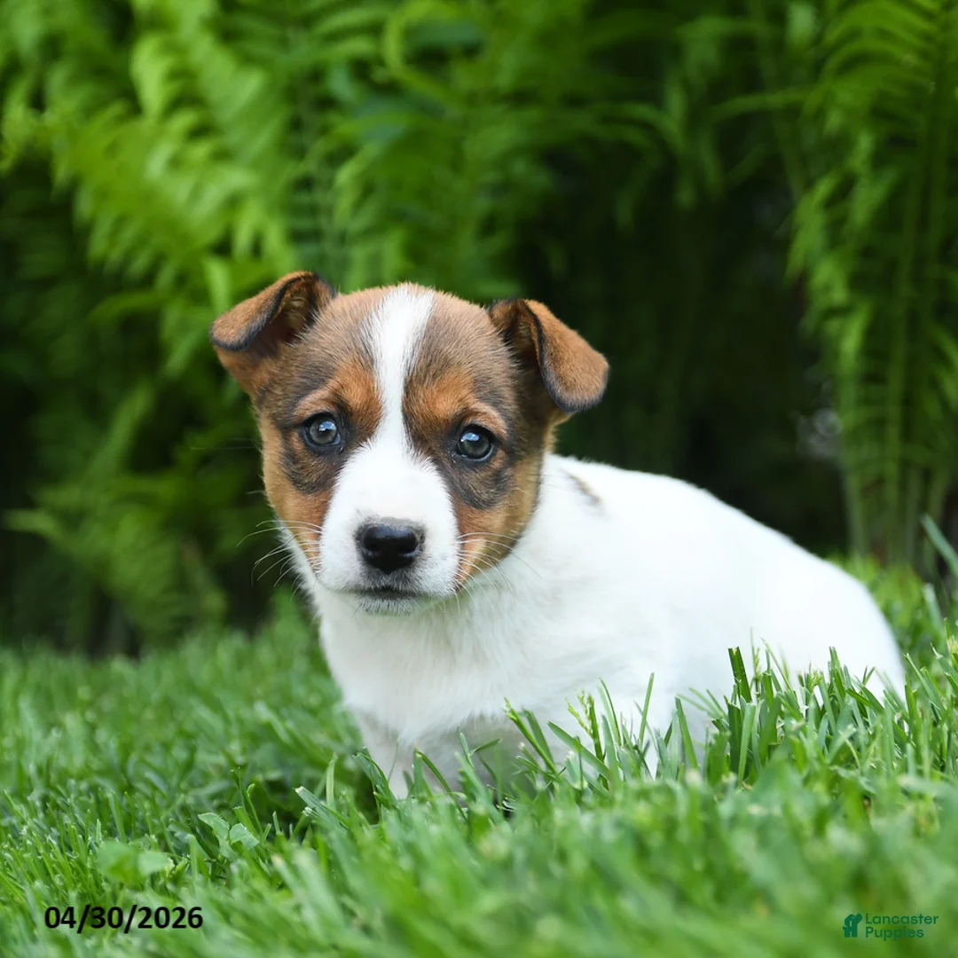 Mixed Breed dogs for sale: Dazzle  - Ad 2