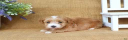 Havanese dogs for sale: Hannah - Ad 5