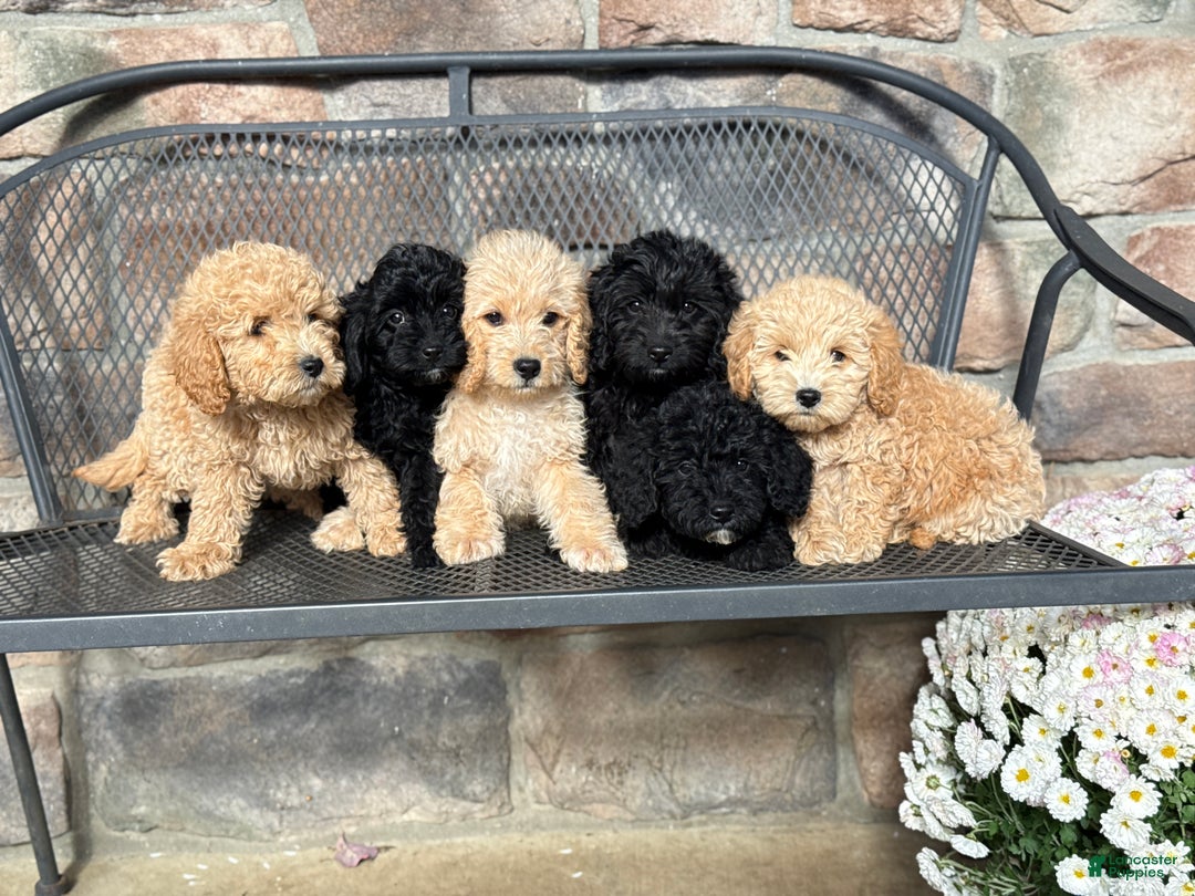 Mini Goldendoodle dogs for sale: Jinx - Ad 11