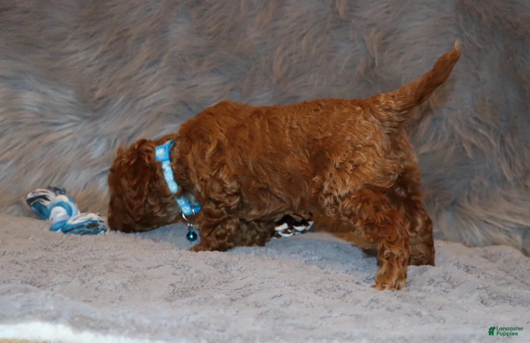 Mini Goldendoodle dogs for sale: Thomas 💙 Micro Miniature - Ad 11