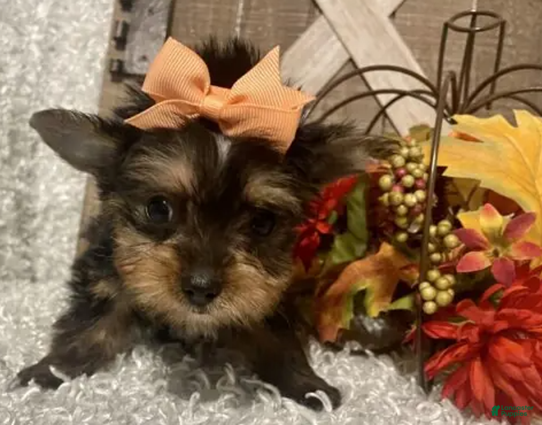 Yorkshire Terrier dogs for sale: Barbie - Ad 3