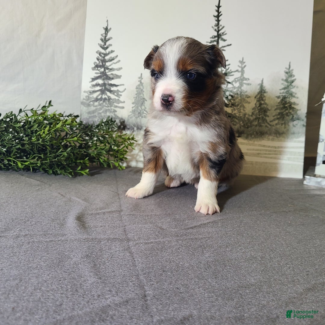 Miniature Australian Shepherd dogs for sale: Ashley - Ad 1
