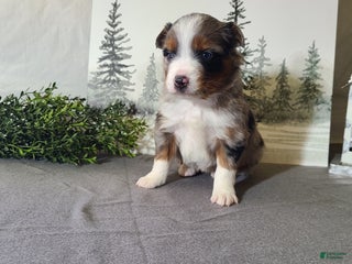 Miniature Australian Shepherd dogs Ashley - Ad 30