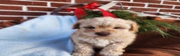 Pomapoo dogs for sale: Charlie  - Ad 1