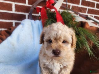 Pomapoo dogs Charlie - Ad 15