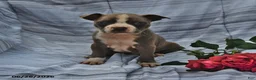 Boston Terrier dogs for sale: Lavender Silver and White - Ad 3