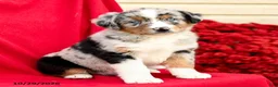 Australian Shepherd dogs for sale: Misty - Ad 5