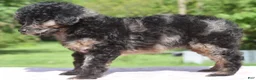 Toy Poodle dogs for sale: Bella Merle female puppy - Ad 3