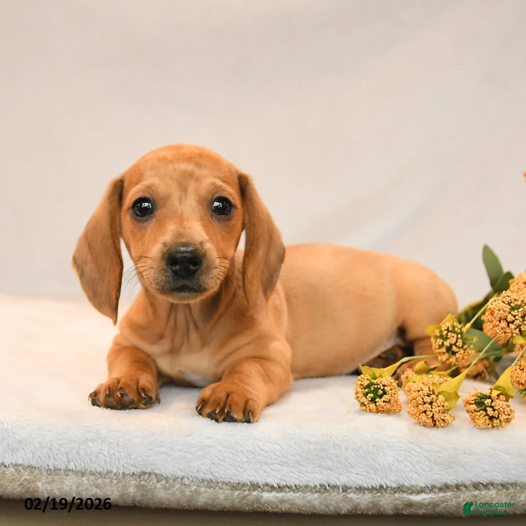 Miniature Dachshund dogs for sale: Owen - Ad 4
