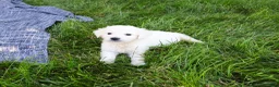 Golden Retriever dogs for sale: Sycamore  - Ad 3