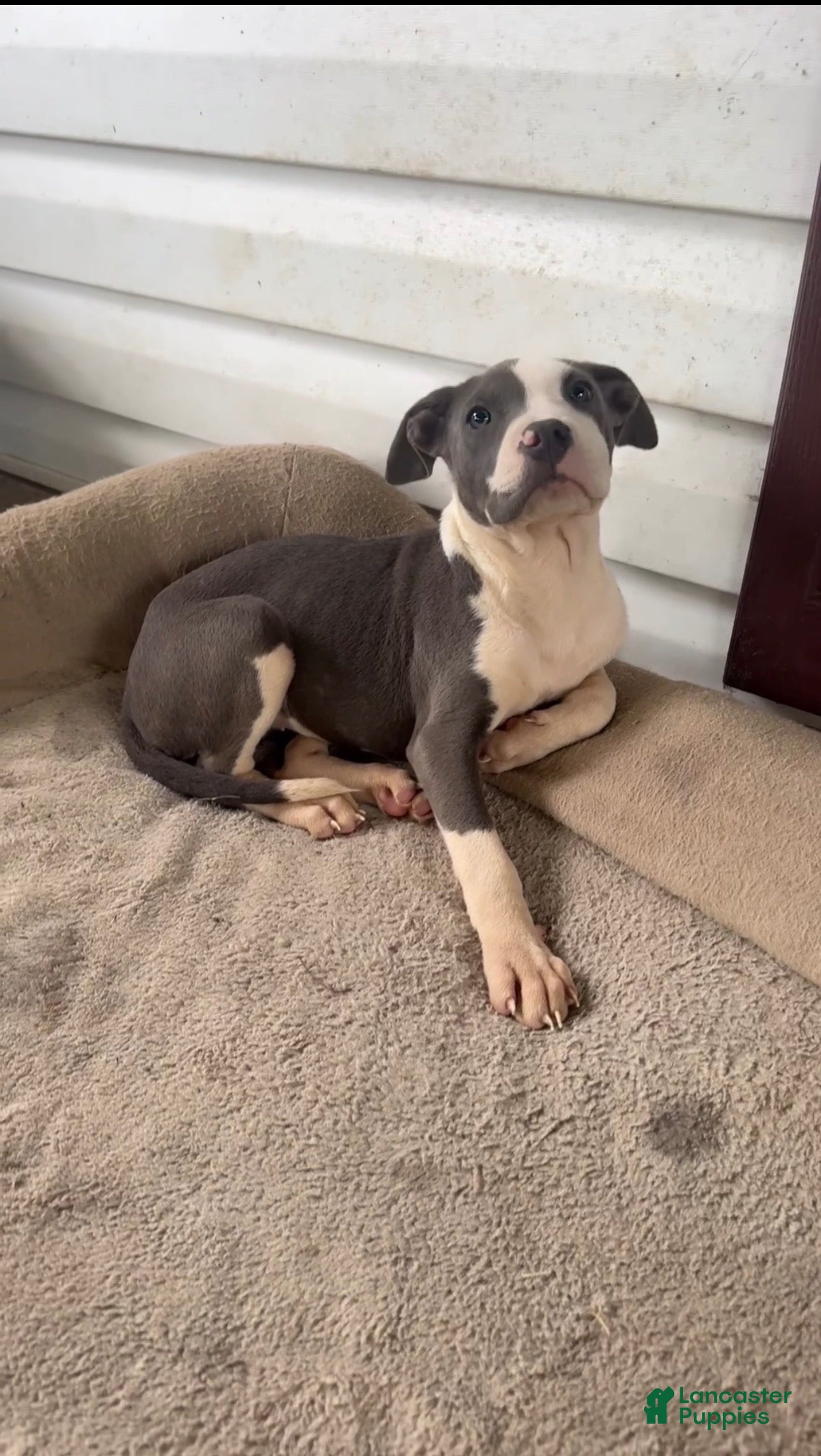 American Pit Bull Terrier dogs American Pit Bull Terrier 7 - Ad 17