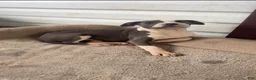 American Pit Bull Terrier dogs for sale: American Pit Bull Terrier 7 - Ad 1