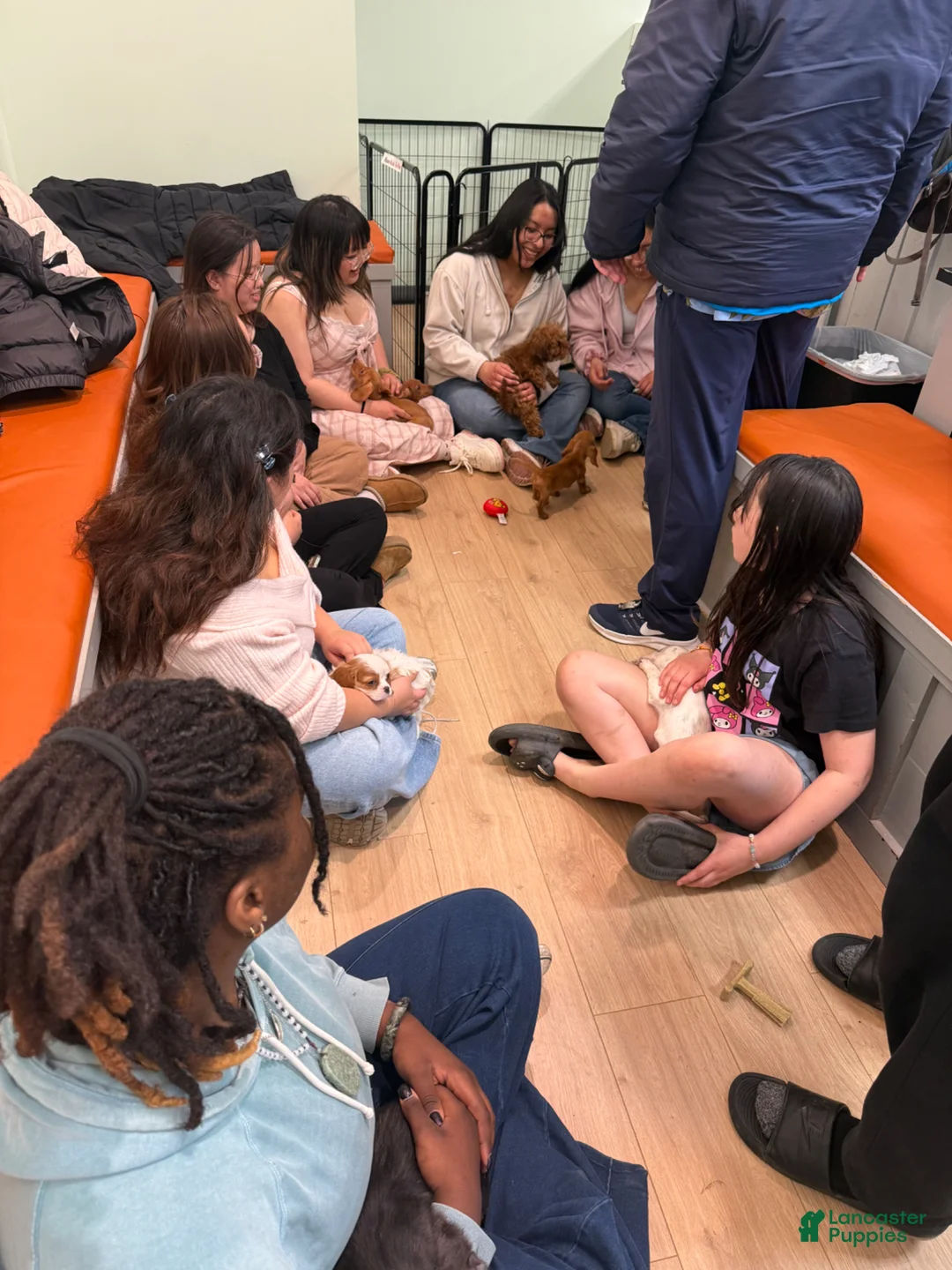 Miniature Dachshund dogs for sale: Miniature Dachshund Puppy 4 - Ad 1