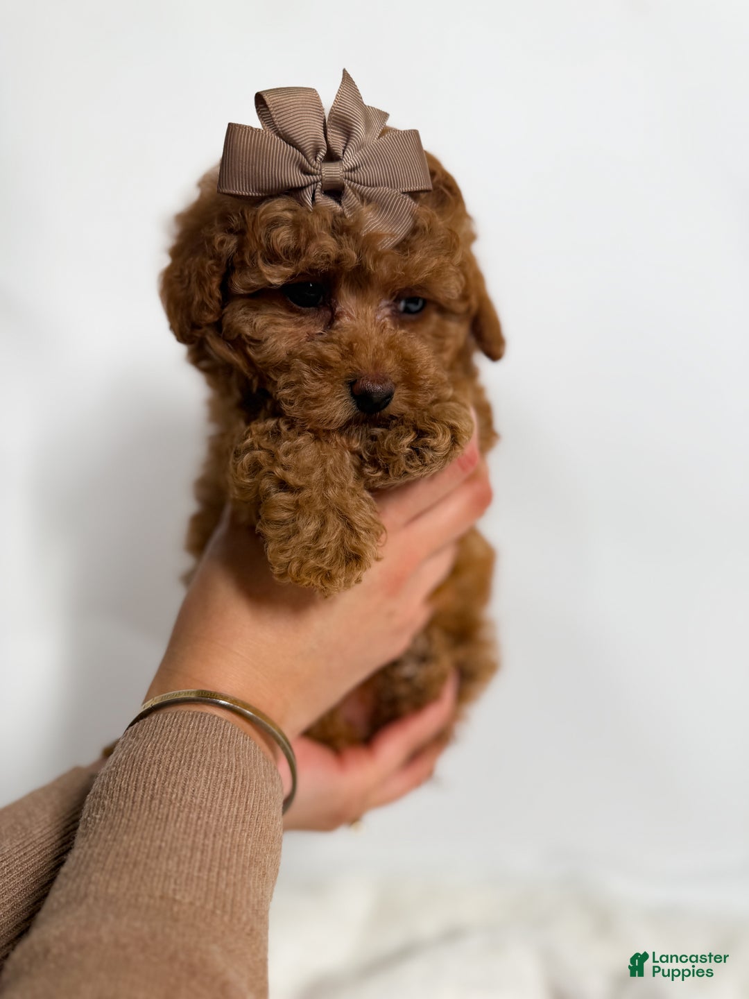 Toy Poodle dogs for sale: Teacup Cocoa  - Ad 2
