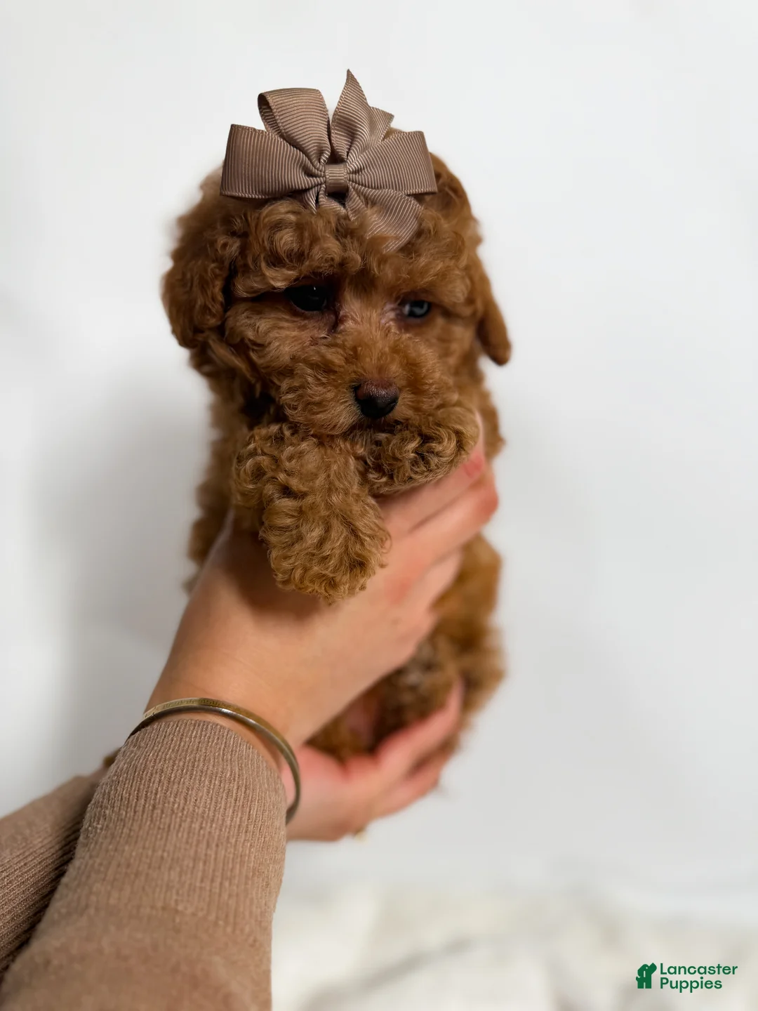Toy Poodle dogs for sale: Teacup Cocoa  - Ad 2