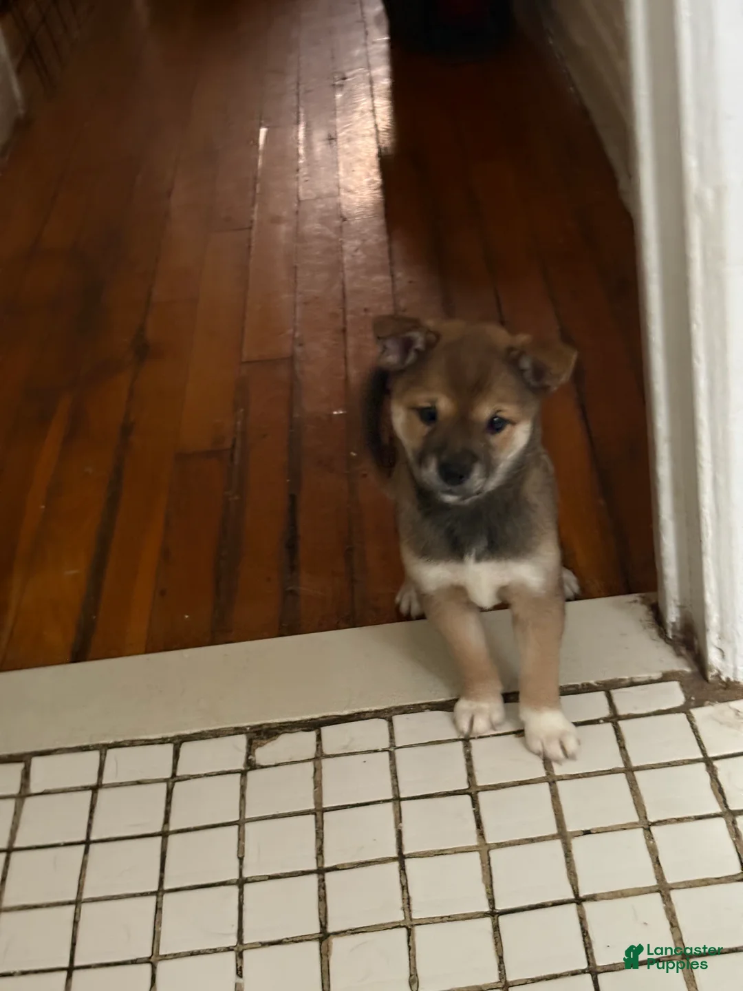 Mixed Breed dogs for sale: Princess - Ad 2