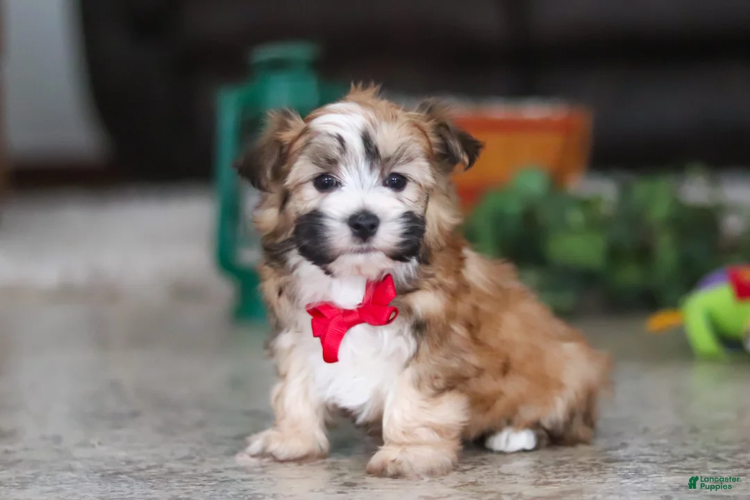 Morkie dogs for sale: Chase - Ad 1