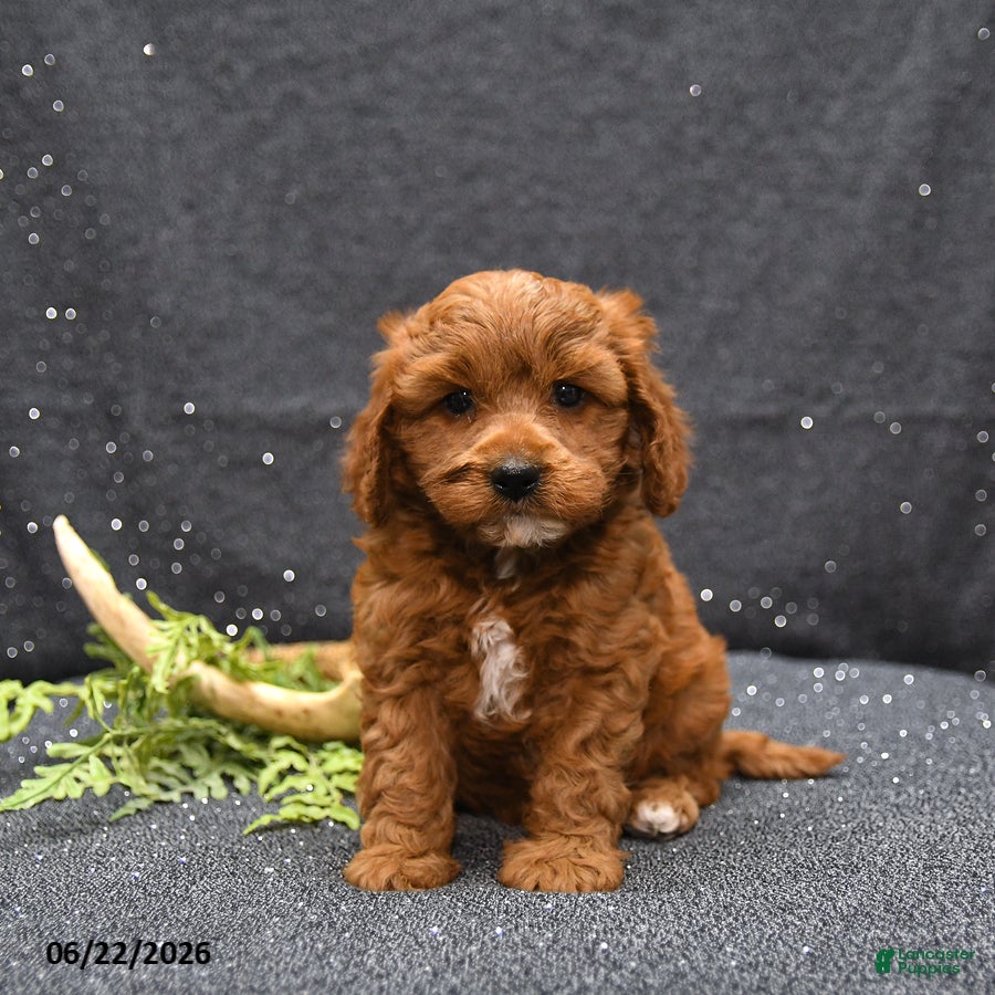 Cavapoo dogs Levi - Ad 2