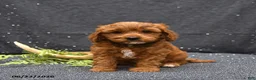 Cavapoo dogs for sale: Levi - Ad 2