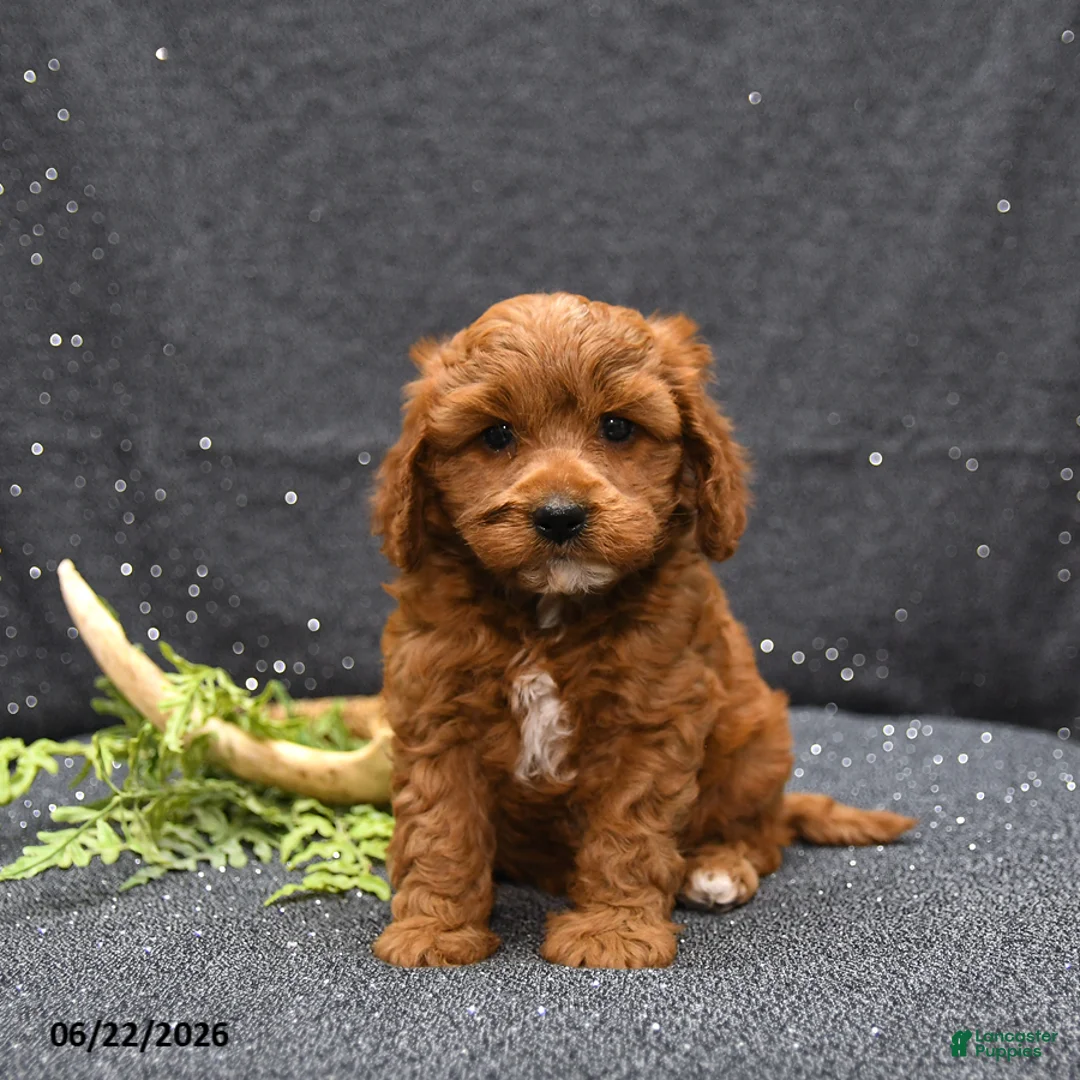 Cavapoo dogs for sale: Levi - Ad 2
