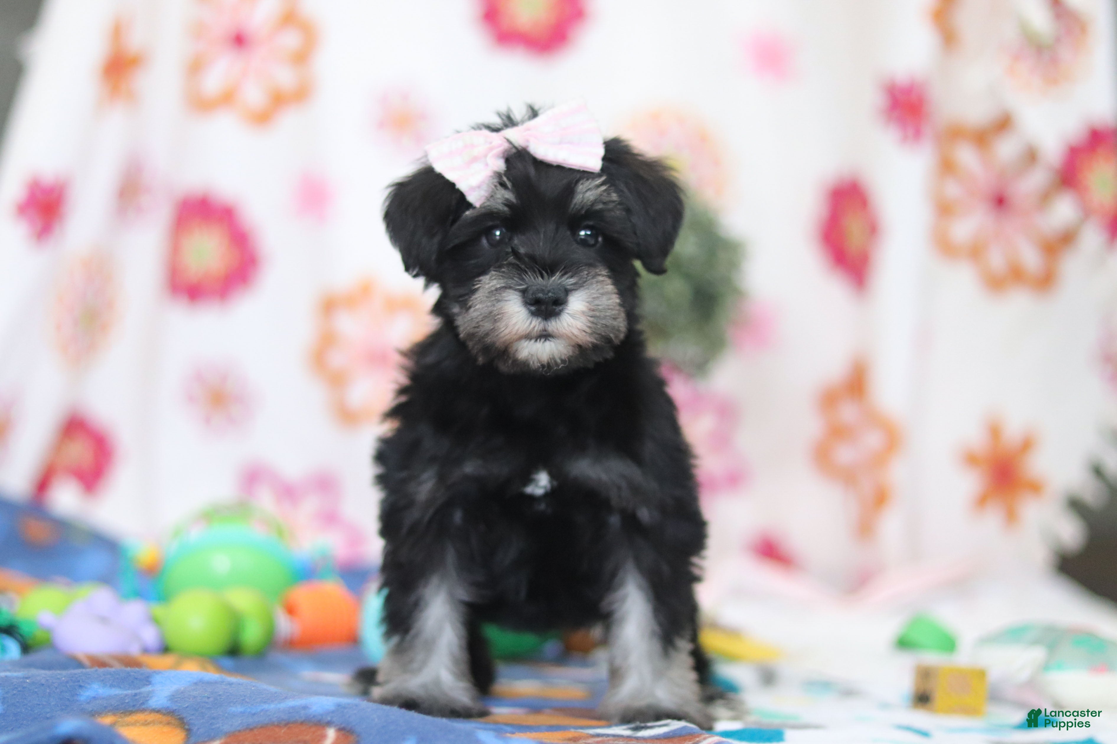 Miniature Schnauzer dogs Vera - Ad 1
