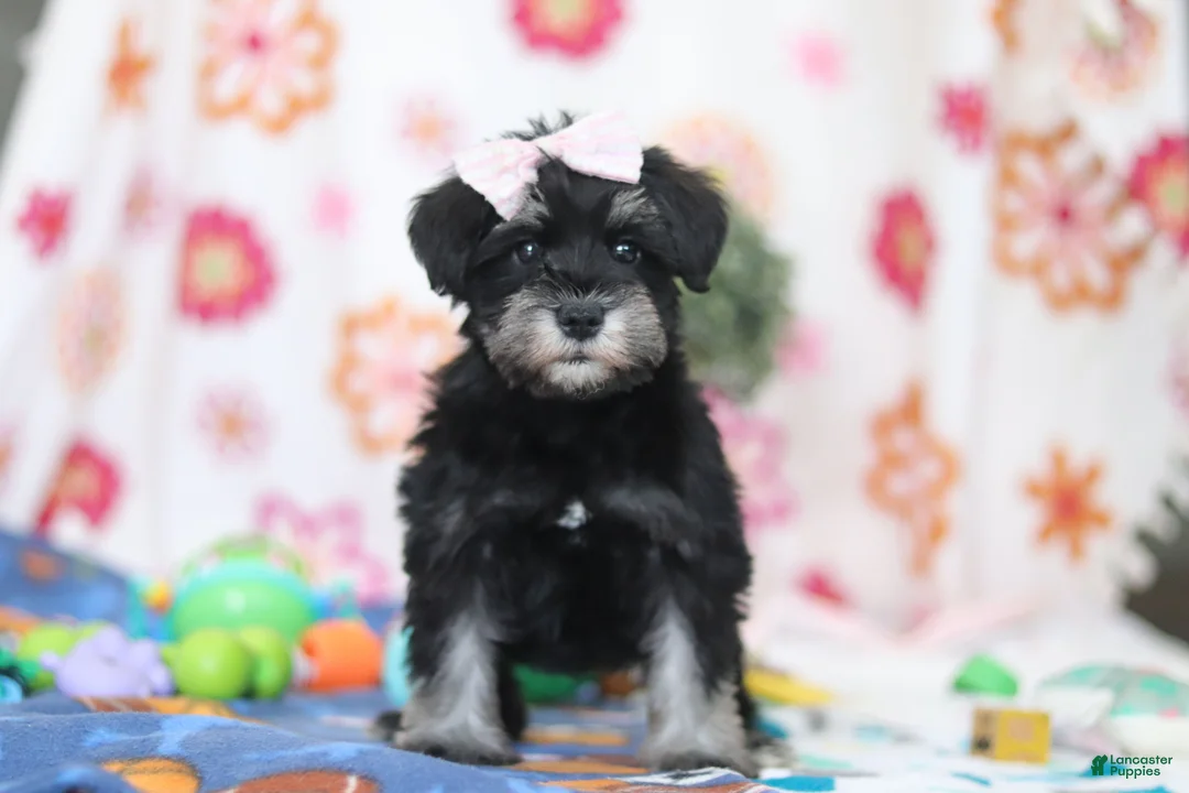 Miniature Schnauzer dogs for sale: Vera - Ad 1