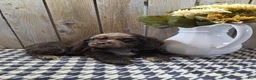 Cocker Spaniel dogs for sale: Master - Ad 6