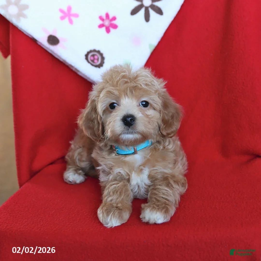 Maltipoo dogs for sale: Sparky - Ad 5