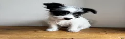 Chorkie dogs for sale: Cannoli - Ad 3