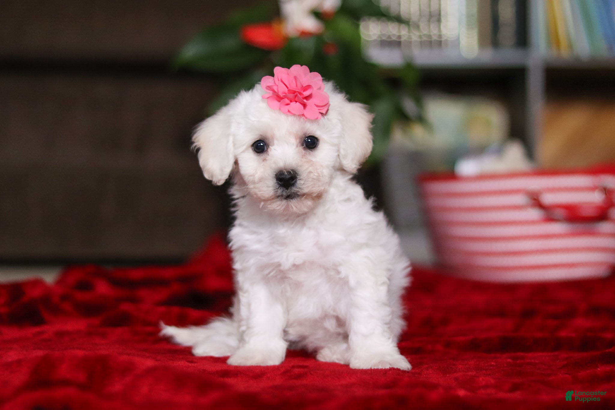 Bichon Frise dogs Roanna - Ad 32