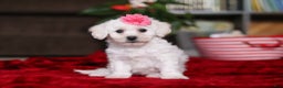 Bichon Frise dogs for sale: Roanna - Ad 1