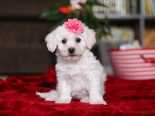 Bichon Frise dogs Roanna - Ad 13