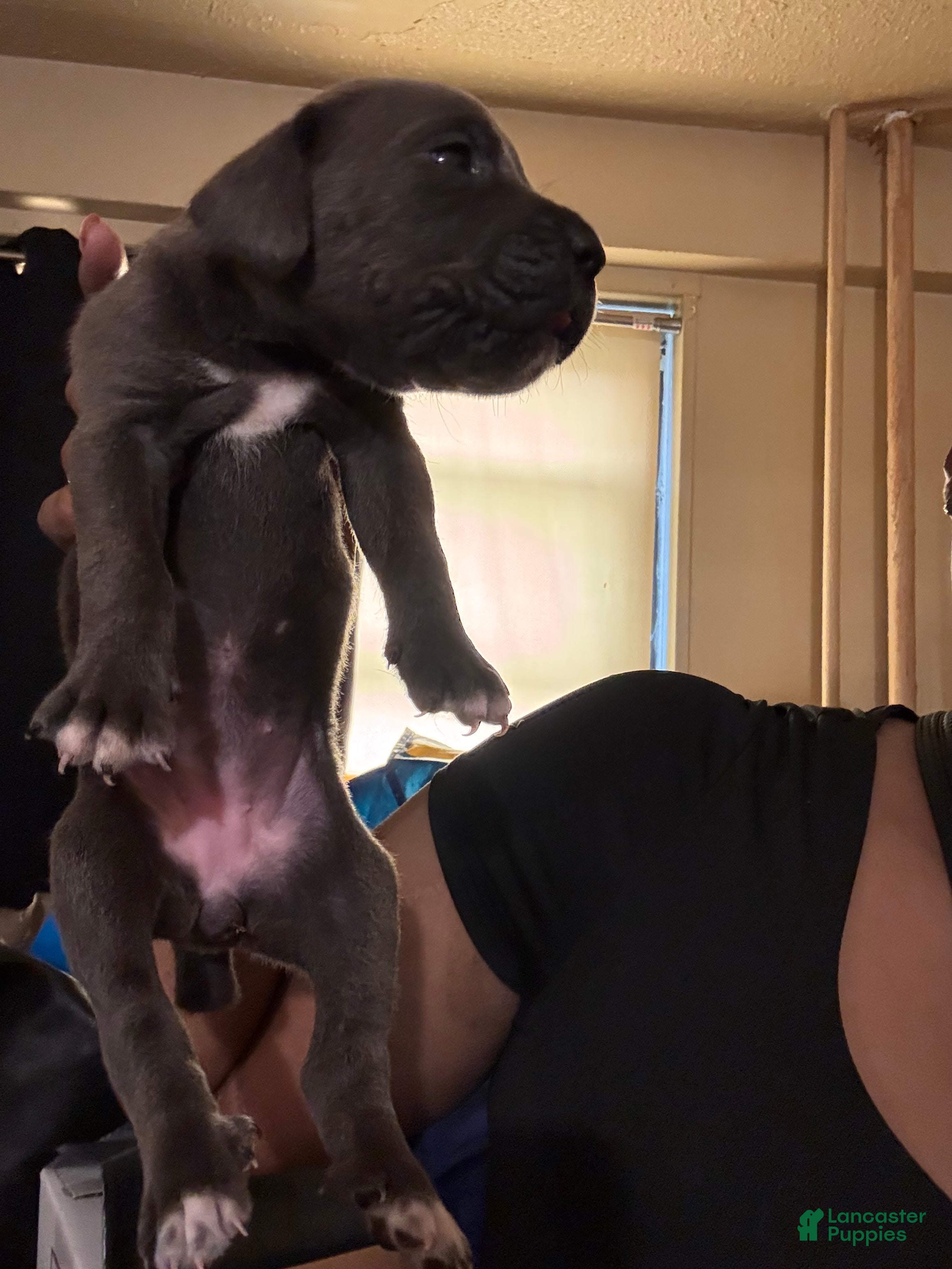 Cane Corso dogs Cane Corso 6 - Ad 7